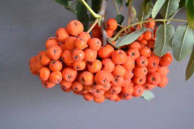 Yeşil Rowan yapraklı kırmızı rowan sürüsü. 