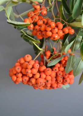 Yeşil Rowan yapraklı kırmızı rowan sürüsü. 