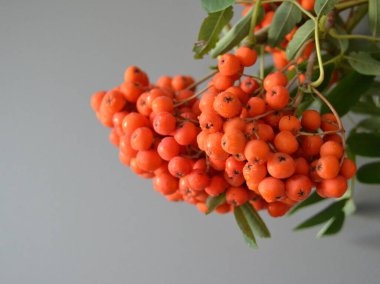 Yeşil Rowan yapraklı kırmızı rowan sürüsü. 