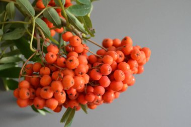 Yeşil Rowan yapraklı kırmızı rowan sürüsü. 