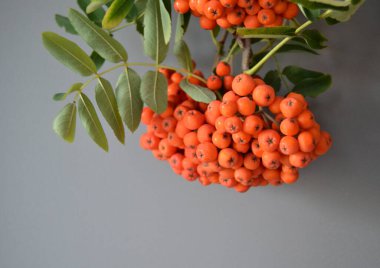 Yeşil Rowan yapraklı kırmızı rowan sürüsü. 