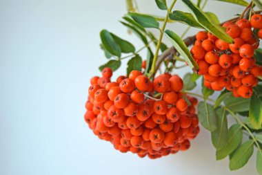 Yeşil Rowan yapraklı kırmızı rowan sürüsü. 