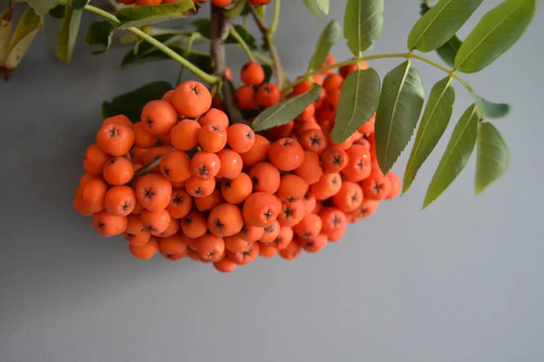 赤熟した茶色の葉を持つローワンの束 — ストック写真