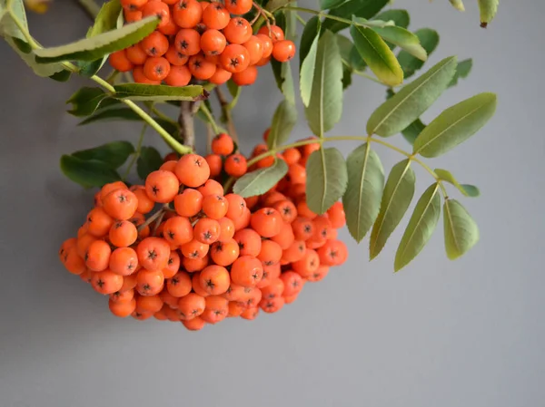 Yeşil Rowan yapraklı kırmızı rowan sürüsü. 