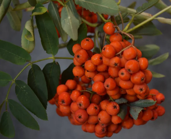 Yeşil Rowan yapraklı kırmızı rowan sürüsü. 