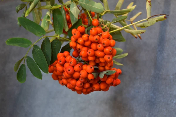 Yeşil Rowan yapraklı kırmızı rowan sürüsü. 