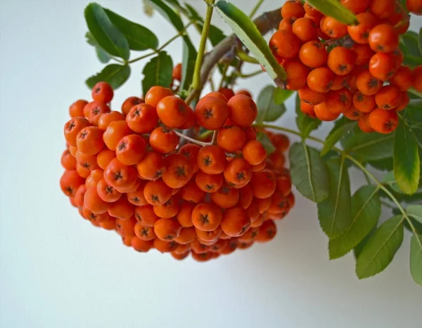 Rode Rijpe Bos Van Rowan Met Groene Rowan Bladeren — Stockfoto