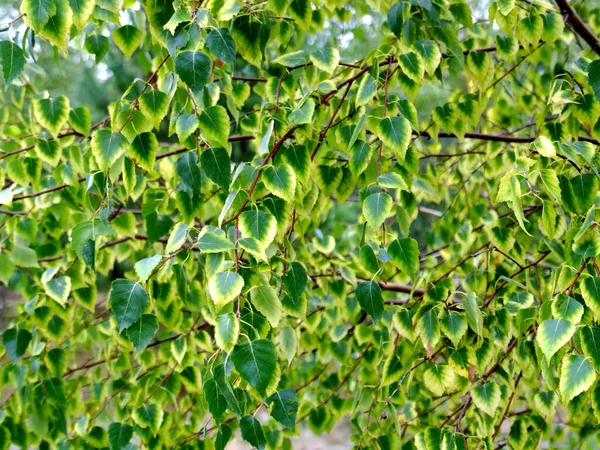 자작나무 나뭇가지와 잎들은 햇빛을 받습니다 배경은 개미집이다 — 스톡 사진