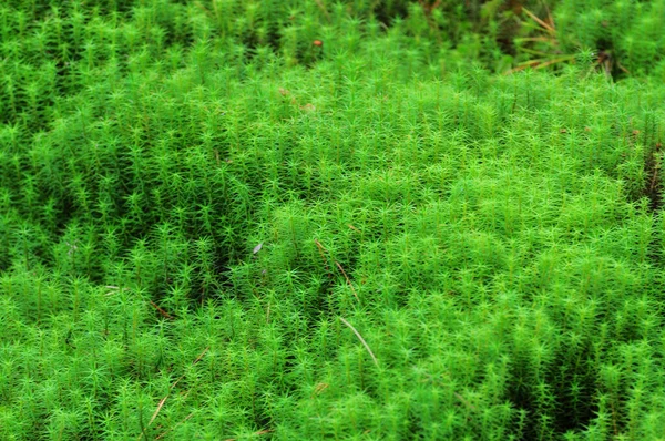 Photo Leaves Polytrichum Commune Close Range Green Carpet Cuckoo Flax — Stockfoto