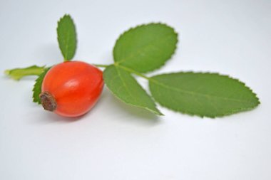 Rosehip beyaz arka planda izole edilmiş. Yapraklı taze çiğ yaban mersini.