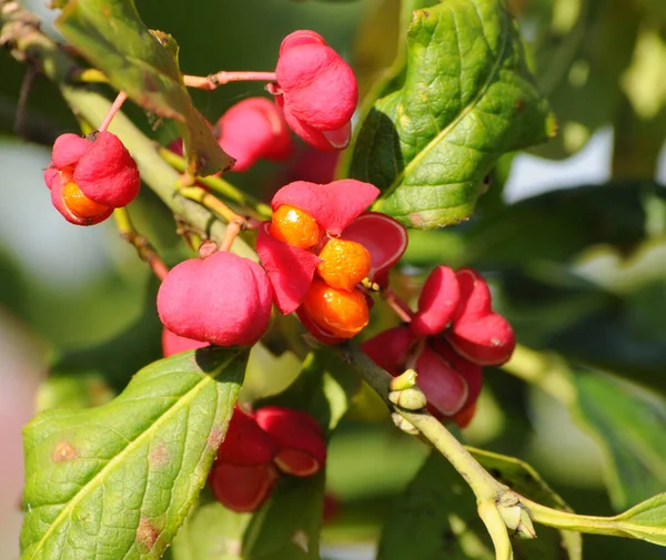 Flor Euonymus Comum Euonymus Europaeus — Fotografia de Stock