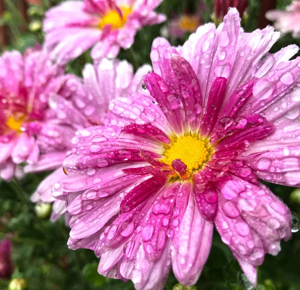 Bright Pink Flowers Four Chrysanthemums Rain — Stock Photo, Image