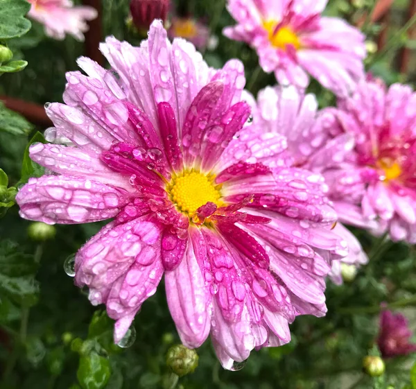 Fiori Rosa Brillante Quattro Crisantemi Dopo Pioggia — Foto Stock