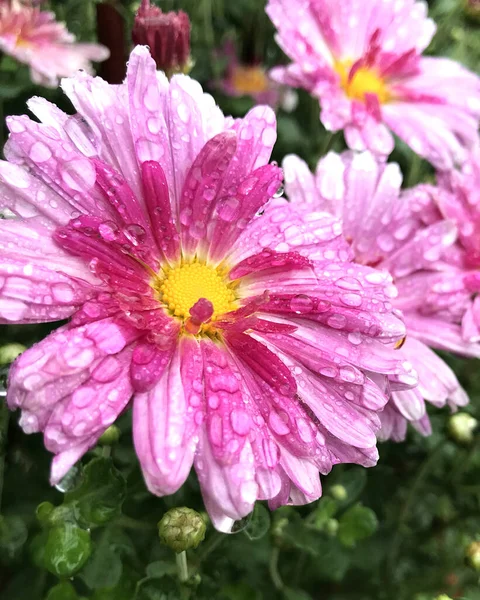 Fiori Rosa Brillante Quattro Crisantemi Dopo Pioggia — Foto Stock
