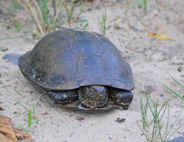 Avrupa gölet kaplumbağası Emys orbicularis. Kapat.