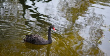 Sonbahar siyah kuğusu gölette yüzer