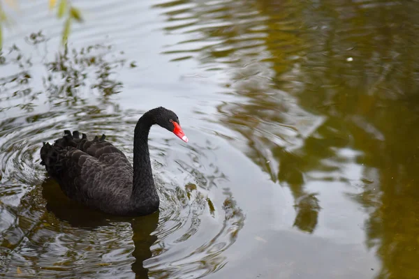 Sonbahar siyah kuğusu gölette yüzer