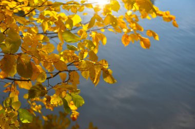 Suyun üzerindeki ağaç dallarında sarı sonbahar yaprakları