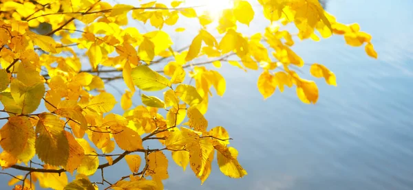 Folhagem Outono Amarelo Galhos Árvore Acima Água — Fotografia de Stock