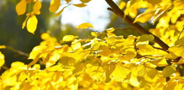 包装上的秋天风景 — 图库照片