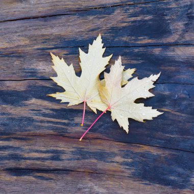 Sarı akçaağaç yaprağı ahşap kurullarında