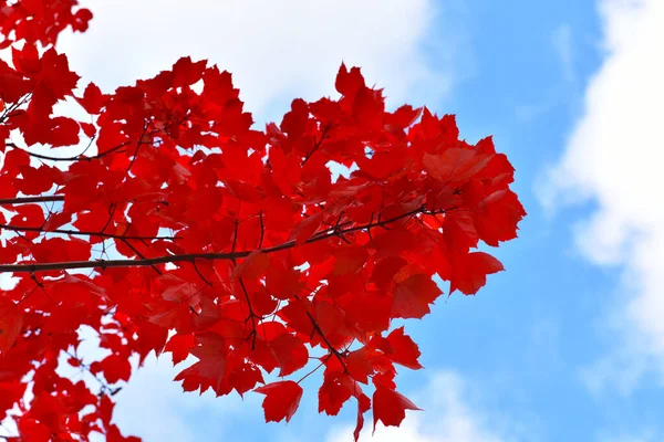 Folhas Bordo Vermelho Fundo Azul Céu — Fotografia de Stock