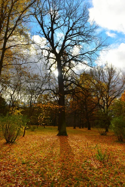 秋の公園の黄色の葉でオークが — ストック写真