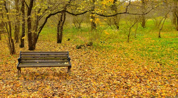 Lonely Old Bench Autumn Park Branches Tree Yellow Foliage — Stock Photo, Image