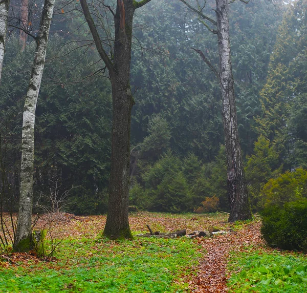 Autumn Day Foggy Park — Stock Photo, Image