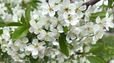 Beyaz kiraz çiçeği, sakura ağacının güzel çiçekleri yavaş çekimde.