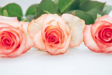 Bouquet of three rose flower on white background, beautiful vintage style card with blossom