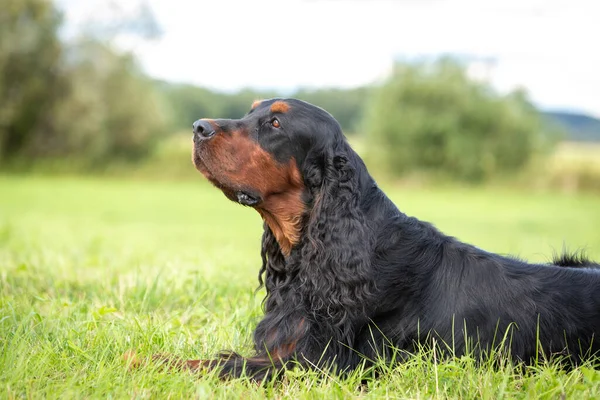 Yeşil çimlerde dinlenen şık Gordon setter portresi