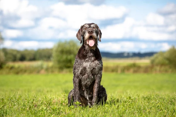 Bulutlu gökyüzü ve yeşil çayır arka planında bir Alman Tel Saçlı Sivri Köpek portresi. 