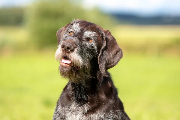Alman Tel Saçlı Sivri Köpek 'in yakın plan portresi.