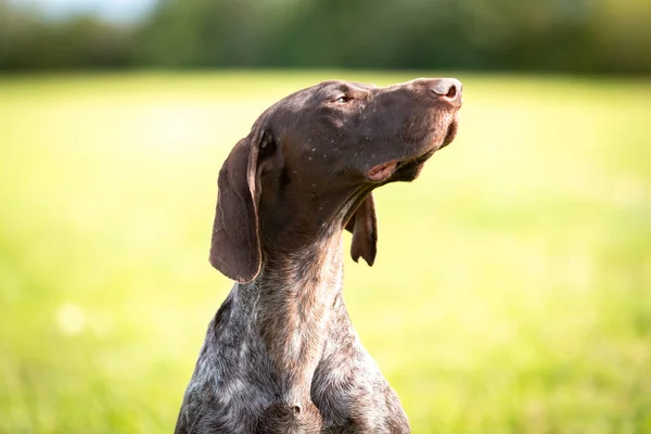 Roztomilý německý hladkosrstý ukazující pes na pozadí zeleného trávníku — Stock fotografie