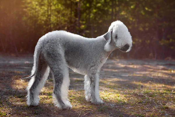 Retrato de um Bedlington Terrier na Floresta de Verão. Foco suave — Fotografia de Stock