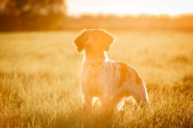 Batan güneşin ışınlarında Breton epaniol. Yumuşak odak