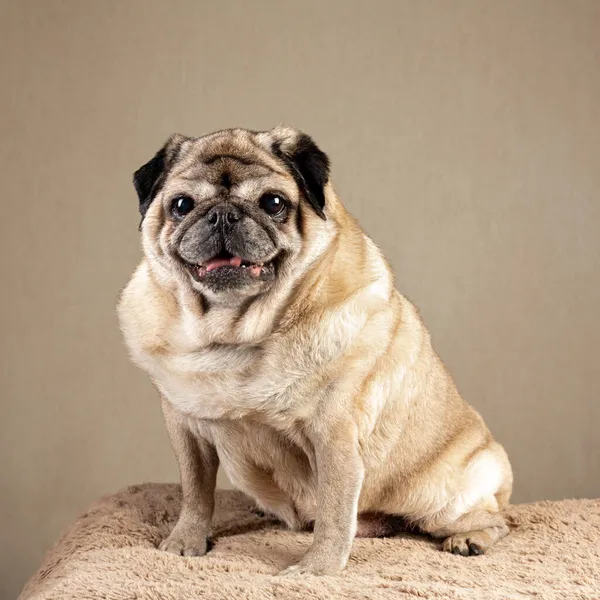 Tatlı yaşlı bej pug yumuşak bir yastıkta oturuyor ve kameraya bakıyor.