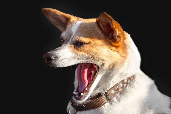 Beyaz ve kırmızı renkli esneyen köpek siyah bir arkaplanda izole edilmiştir.