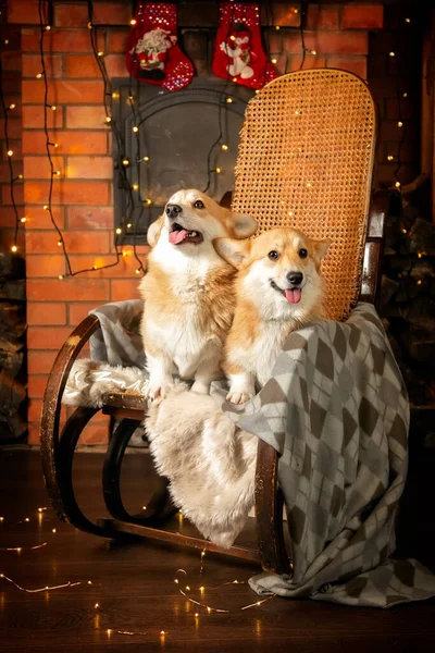 Şöminenin yanındaki koltukta kırılan iki tatlı kırmızı-beyaz Corgi Pembroke portresi..