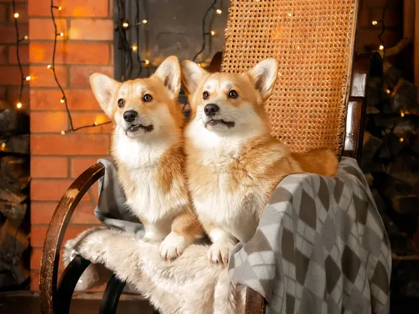 Portrait of two cute red-white welsh corgi pembroke in an armchair — Stock Photo, Image