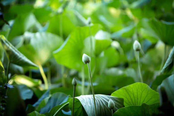 Arka plan bulanık. Lotus çiçek açmaya hazırlanıyor.