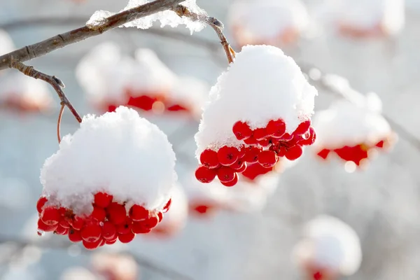 Red rowan clusters are covered with the first snow. Soft focus, blur Stock Photo