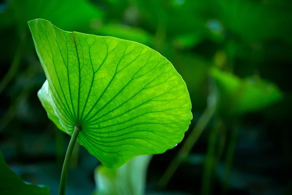 Folha de lótus verde através da qual a luz solar suave passa — Fotografia de Stock