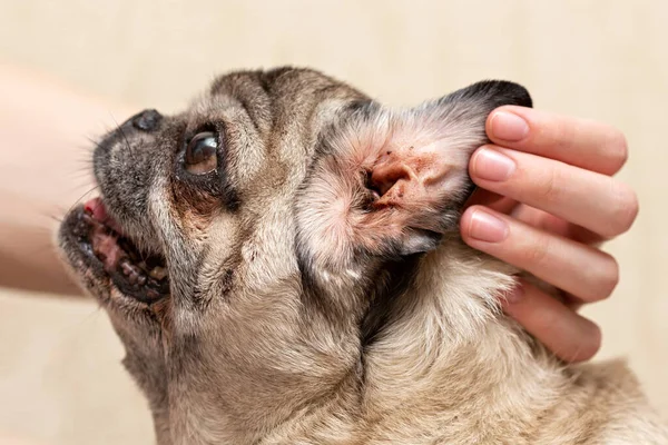 Bej pug. Köpeğin kirli kulağı. Kulak böcekleri, alerjik kulak iltihabı medyası