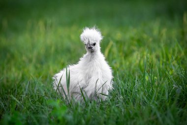 Beyaz Çin İpeksi Tavuğu Yeşil Çimende