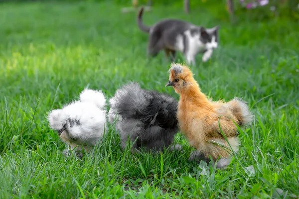 Tres pollos de seda chinos caminan sobre el césped verde. Un gato mira desde atrás desde lejos — Foto de Stock