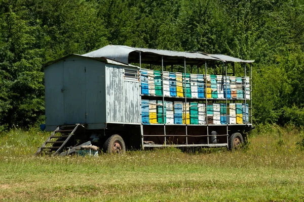 Araba platformunda arı kovanları olan bir Apiary. Tekerlekli kovanı olan gezici arı..