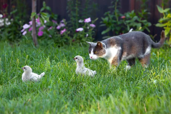 Gri kedi iki Ameraucana tavuğunu avlar.