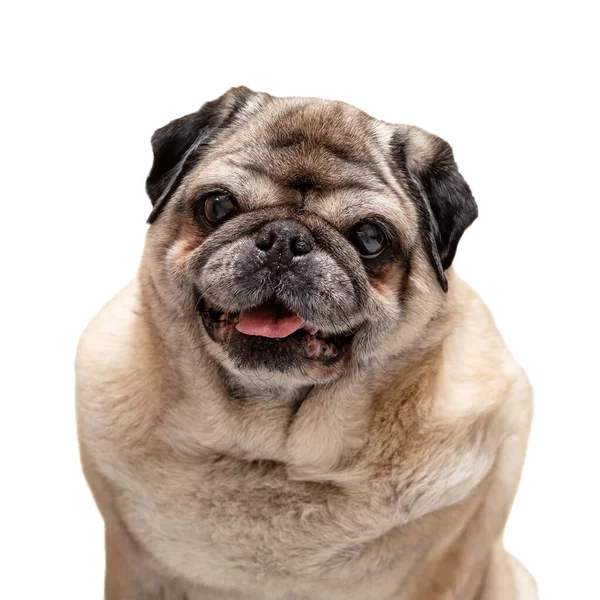 Beyaz arka planda izole edilmiş bej renkli yaşlı bir köpeğin portresi.